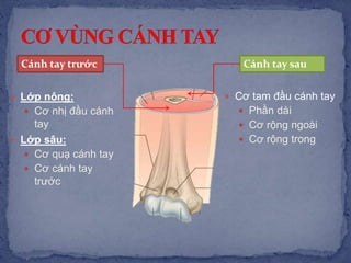 Cánh tay trước Cánh tay sau
 Lớp nông:
 Cơ nhị đầu cánh
tay
 Lớp sâu:
 Cơ quạ cánh tay
 Cơ cánh tay
trước
 Cơ tam đầu cánh tay
 Phần dài
 Cơ rộng ngoài
 Cơ rộng trong
 