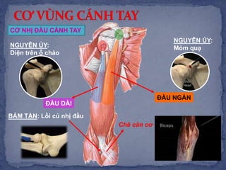 ĐẦU DÀI
ĐẦU NGẮN
NGUYÊN ỦY:
Diện trên ổ chảo
NGUYÊN ỦY:
Mỏm quạ
CƠ NHỊ ĐẦU CÁNH TAY
BÁM TẬN: Lồi củ nhị đầu
Chẽ cân cơ
 