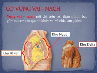 Vùng vai – nách nối chi trên với thân mình, bao
gồm các cơ bao quanh khớp vai và chia làm 3 khu:
Khu Ngực
Khu Delta
Khu Bả vai
 