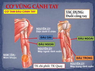 ĐẦU DÀI
ĐẦU NGOÀI
NGUYÊN ỦY:
Diện dưới ổ chảo
NGUYÊN ỦY:
Mép ngoài rãnh xoắn
ĐẦU TRONG
NGUYÊN ỦY:
Mép trong rãnh xoắn
BÁM TÂN::
Mỏm khuỷu
CƠ TAM ĐẦU CÁNH TAY TÁC DỤNG:
Duỗi cẳng tay
ĐẦU NGOÀI
TK chi phối: TK Quay
 