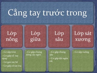 Cẳng tay trước trong
Lớp
nông
- Cơ sấp tròn
- Cơ gấp cổ tay
quay
- Cơ gan tay bé
- Cơ gấp cổ tay trụ
Lớp
giữa
- Cơ gấp chung
nông các ngón
Lớp
sâu
- Cơ gấp chung
sâu
- Cơ gấp dài ngón
cái
Lớp sát
xương
- Cơ sấp vuông
 