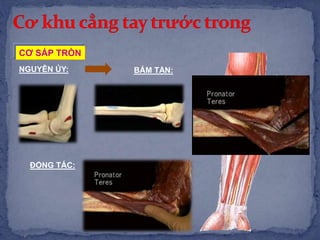 CƠ SẤP TRÒN
NGUYÊN ỦY: BÁM TẬN:
ĐỘNG TÁC:
 