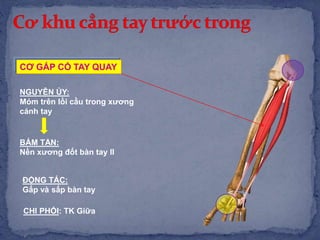 CƠ GẤP CỔ TAY QUAY
NGUYÊN ỦY:
Mỏm trên lồi cầu trong xương
cánh tay
BÁM TẬN:
Nền xương đốt bàn tay II
ĐỘNG TÁC:
Gấp và sấp bàn tay
CHI PHỐI: TK Giữa
 