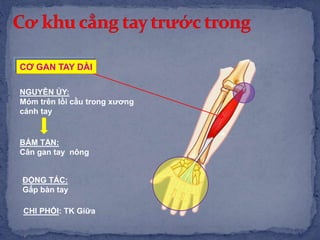 CƠ GAN TAY DÀI
NGUYÊN ỦY:
Mỏm trên lồi cầu trong xương
cánh tay
BÁM TẬN:
Cân gan tay nông
ĐỘNG TÁC:
Gấp bàn tay
CHI PHỐI: TK Giữa
 