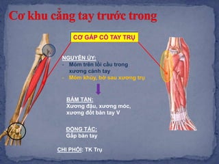 CƠ GẤP CỔ TAY TRỤ
NGUYÊN ỦY:
- Mỏm trên lồi cầu trong
xương cánh tay
- Mỏm khủy, bờ sau xương trụ
BÁM TẬN:
Xương đậu, xương móc,
xương đốt bàn tay V
ĐỘNG TÁC:
Gấp bàn tay
CHI PHỐI: TK Trụ
 