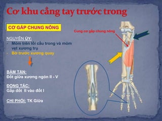 NGUYÊN ỦY:
- Mỏm trên lồi cầu trong và mỏm
vẹt xương trụ
- Bờ trước xương quay
BÁM TẬN:
Đốt giữa xương ngón II - V
ĐỘNG TÁC:
Gấp đốt II vào đốt I
CƠ GẤP CHUNG NÔNG
CHI PHỐI: TK Giữa
Cung cơ gấp chung nông
 