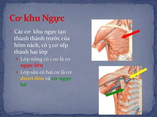  Các cơ khu ngực tạo
thành thành trước của
hõm nách, có 3 cơ xếp
thành hai lớp
 Lớp nông có 1 cơ là cơ
ngực lớn
 Lớp sâu có hai cơ là cơ
dưới đòn và cơ ngực
bé
 