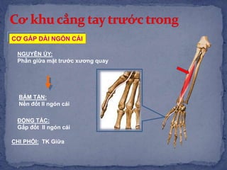 NGUYÊN ỦY:
Phần giữa mặt trước xương quay
BÁM TẬN:
Nền đốt II ngón cái
ĐỘNG TÁC:
Gấp đốt II ngón cái
CƠ GẤP DÀI NGÓN CÁI
CHI PHỐI: TK Giữa
 