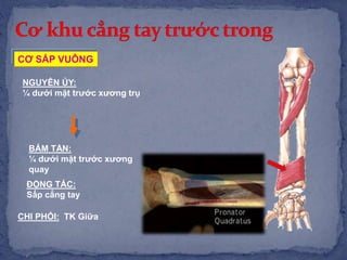 NGUYÊN ỦY:
¼ dưới mặt trước xương trụ
BÁM TẬN:
¼ dưới mặt trước xương
quay
ĐỘNG TÁC:
Sấp cẳng tay
CƠ SẤP VUÔNG
CHI PHỐI: TK Giữa
 
