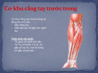 Cơ khu Cẳng tay trước trong có
động tác chủ yếu:
- Sấp cẳng tay
- Gấp bàn tay và gấp các ngón
tay
Thần kinh chi phối:
- TK giữa chi phối chủ yếu
- TK Trụ chi phối 1,5 cơ: cơ
gấp cổ tay trụ, hai bó trong
cơ gấp chung sâu
 