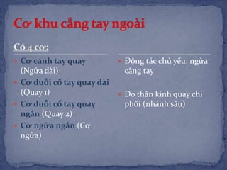 Có 4 cơ:
 Cơ cánh tay quay
(Ngửa dài)
 Cơ duỗi cổ tay quay dài
(Quay 1)
 Cơ duỗi cổ tay quay
ngắn (Quay 2)
 Cơ ngửa ngắn (Cơ
ngửa)
 Động tác chủ yếu: ngửa
cẳng tay
 Do thần kinh quay chi
phối (nhánh sâu)
 