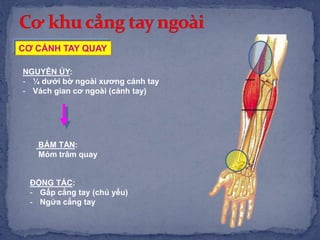 NGUYÊN ỦY:
- ¼ dưới bờ ngoài xương cánh tay
- Vách gian cơ ngoài (cánh tay)
BÁM TẬN:
Mỏm trâm quay
ĐỘNG TÁC:
- Gấp cẳng tay (chủ yếu)
- Ngửa cẳng tay
CƠ CÁNH TAY QUAY
 
