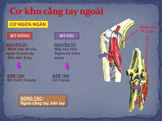 NGUYÊN ỦY:
- Mỏm trên lồi cầu
ngoài X.cánh tay
- Đầu trên X.trụ
BÁM TẬN:
Bờ trước X.quay
ĐỘNG TÁC:
Ngửa cẳng tay, bàn tay
CƠ NGỬA NGẮN
BÓ NÔNG BÓ SÂU
NGUYÊN ỦY:
Mép sau hõm
Sigma bé (hõm
quay)
BÁM TẬN:
Cổ X.quay
Nhánh sâu
TK Quay
 