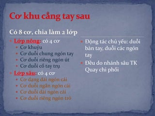 Có 8 cơ, chia làm 2 lớp
 Lớp nông: có 4 cơ
 Cơ khuỷu
 Cơ duỗi chung ngón tay
 Cơ duỗi riêng ngón út
 Cơ duỗi cổ tay trụ
 Lớp sâu: có 4 cơ
 Cơ dạng dài ngón cái
 Cơ duỗi ngắn ngón cái
 Cơ duỗi dài ngón cái
 Cơ duỗi riêng ngón trỏ
 Động tác chủ yếu: duỗi
bàn tay, duỗi các ngón
tay
 Đều do nhánh sâu TK
Quay chi phối
 