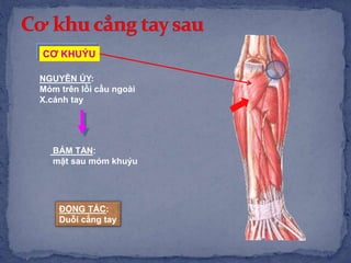 NGUYÊN ỦY:
Mỏm trên lồi cầu ngoài
X.cánh tay
BÁM TẬN:
mặt sau mỏm khuỷu
CƠ KHUỶU
ĐỘNG TÁC:
Duỗi cẳng tay
 