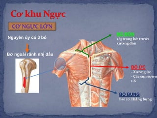 BÓ ĐÒN
2/3 trong bờ trước
xương đòn
BÓ ỨC
- Xương ức
- Các sụn sườn
1-6
BÓ BỤNG
Bao cơ Thẳng bụng
Bờ ngoài rãnh nhị đầu
Nguyên ủy có 3 bó
 