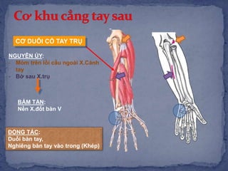 CƠ DUỖI CỔ TAY TRỤ
NGUYÊN ỦY:
- Mỏm trên lồi cầu ngoài X.Cánh
tay
- Bờ sau X.trụ
BÁM TẬN:
Nền X.đốt bàn V
ĐỘNG TÁC:
Duỗi bàn tay,
Nghiêng bàn tay vào trong (Khép)
 