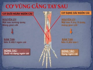 CƠ DẠNG DÀI NGÓN CÁI
NGUYÊN ỦY:
Mặt sau X.trụ, X.quay,
màng gian cốt
BÁM TẬN:
Nền X.đốt bàn I
ĐỘNG TÁC:
Dạng ngón cái
CƠ DUỖI NGẮN NGÓN CÁI
NGUYÊN ỦY:
Mặt sau xương quay,
Màng gian cốt
BÁM TẬN:
Nền X.đốt I ngón cái
ĐỘNG TÁC:
Duỗi và dạng ngón cái
 