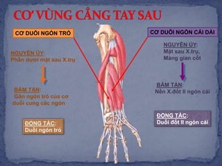 CƠ DUỖI NGÓN TRỎ
NGUYÊN ỦY:
Phần dưới mặt sau X.trụ
BÁM TẬN:
Gân ngón trỏ của cơ
duỗi cung các ngón
ĐỘNG TÁC:
Duỗi ngón trỏ
CƠ DUỖI NGÓN CÁI DÀI
NGUYÊN ỦY:
Mặt sau X.trụ,
Màng gian cốt
BÁM TẬN:
Nền X.đốt II ngón cái
ĐỘNG TÁC:
Duỗi đốt II ngón cái
 