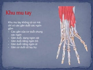 Khu mu tay không có cơ mà
chỉ có các gân duỗi các ngón
gồm
- Các gân của cơ duỗi chung
các ngón
- Gân duỗi, dạng ngón cái
- Gân duỗi riêng ngón trỏ
- Gân duỗi riêng ngón út
- Gân cơ duỗi cổ tay trụ
 