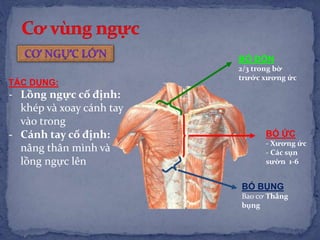 BÓ ĐÒN
2/3 trong bờ
trước xương ức
BÓ ỨC
- Xương ức
- Các sụn
sườn 1-6
BÓ BỤNG
Bao cơ Thẳng
bụng
TÁC DỤNG:
- Lồng ngực cố định:
khép và xoay cánh tay
vào trong
- Cánh tay cố định:
nâng thân mình và
lồng ngực lên
 