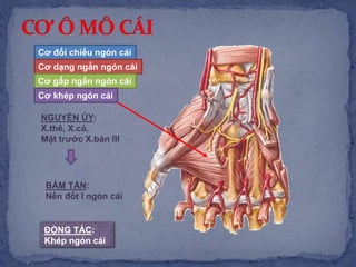 Cơ đối chiếu ngón cái
NGUYÊN ỦY:
X.thê, X.cả,
Mặt trước X.bàn III
BÁM TẬN:
Nền đốt I ngón cái
ĐỘNG TÁC:
Khép ngón cái
Cơ dạng ngắn ngón cái
Cơ gấp ngắn ngón cái
Cơ khép ngón cái
 