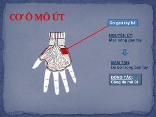 Cơ gan tay bé
NGUYÊN ỦY:
Mạc nông gan tay
BÁM TẬN:
Da bờ trong bàn tay
ĐỘNG TÁC:
Căng da mô út
 