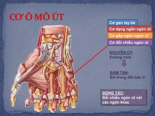 Cơ gan tay bé
NGUYÊN ỦY:
Xương móc
BÁM TẬN:
Bờ trong đốt bàn V
ĐỘNG TÁC:
Đối chiếu ngón út với
các ngón khác
Cơ dạng ngắn ngón út
Cơ gấp ngắn ngón út
Cơ đối chiếu ngón út
 