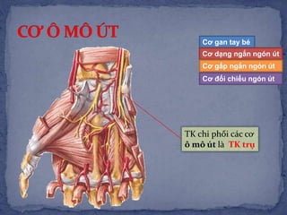 Cơ gan tay bé
Cơ dạng ngắn ngón út
Cơ gấp ngắn ngón út
Cơ đối chiếu ngón út
TK chi phối các cơ
ô mô út là TK trụ
 