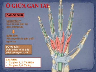 CÁC CƠ GIUN
1234
NGUYÊN ỦY:
Các bó của gân cơ
gấp chung sâu
BÁM TẬN:
Phía ngoài các gân duỗi
ngón tay
ĐỘNG TÁC:
Duỗi đốt II, III và gấp
đốt I các ngón II - V
CHI PHỐI:
- Cơ giun 1, 2: TK Giữa
- Cơ giun 3, 4: TK trụ
 