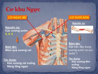 CƠ NGỰC BÉ
Bám tận:
Mỏm quạ xương vai
Tác dụng:
- Kéo xương vai xuống
- Nâng lồng ngực
3
5
4
CƠ DƯỚI ĐÒN
Nguyên ủy
Tác dụng:
- Kéo xương đòn
xuống
- Nâng lồng ngực
Nguyên ủy:
Các xương sườn
3, 4, 5
`
Bám tận:
Mặt trên đầu trong
xương sườn và sun
sườn 1
 