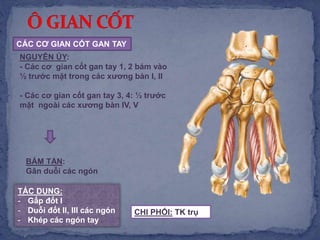 CÁC CƠ GIAN CỐT GAN TAY
TÁC DỤNG:
- Gấp đốt I
- Duỗi đốt II, III các ngón
- Khép các ngón tay
NGUYÊN ỦY:
- Các cơ gian cốt gan tay 1, 2 bám vào
½ trước mặt trong các xương bàn I, II
- Các cơ gian cốt gan tay 3, 4: ½ trước
mặt ngoài các xương bàn IV, V
BÁM TẬN:
Gân duỗi các ngón
CHI PHỐI: TK trụ
 