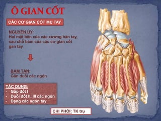 CÁC CƠ GIAN CỐT MU TAY
TÁC DỤNG:
- Gấp đốt I
- Duỗi đốt II, III các ngón
- Dạng các ngón tay
NGUYÊN ỦY:
Hai mặt bên của các xương bàn tay,
sau chỗ bám của các cơ gian cốt
gan tay
BÁM TẬN:
Gân duỗi các ngón
CHI PHỐI: TK trụ
 