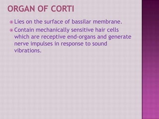  Lies on the surface of bassilar membrane.
 Contain mechanically sensitive hair cells
which are receptive end-organs and generate
nerve impulses in response to sound
vibrations.
 