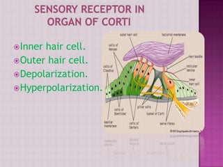 Inner hair cell.
Outer hair cell.
Depolarization.
Hyperpolarization.
 