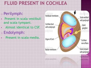 o Perilymph:
 Present in scala vestibuli
and scala tympani.
 Almost identical to CSF.
o Endolymph:
 Present in scala media.
 