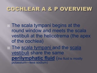    The scala tympani begins at the
    round window and meets the scala
    vestibuli at the helicotrema (the apex
    of the cochlea)
   The scala tympani and the scala
    vestibuli share the same
    perilymphatic fluid (the fluid is mostly
    potassium—less sodium)
 