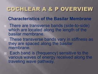Characteristics of the Basilar Membrane
    There are transverse bands (side-to-side)
    which are located along the length of the
    basilar membrane.
    These transverse bands vary in stiffness as
    they are spaced along the basilar
    membrane.
    Each band is (frequency) sensitive to the
    various waves of energy received along the
    traveling wave pathway.
 