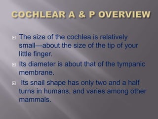    The size of the cochlea is relatively
    small—about the size of the tip of your
    little finger.
   Its diameter is about that of the tympanic
    membrane.
    Its snail shape has only two and a half
    turns in humans, and varies among other
    mammals.
 