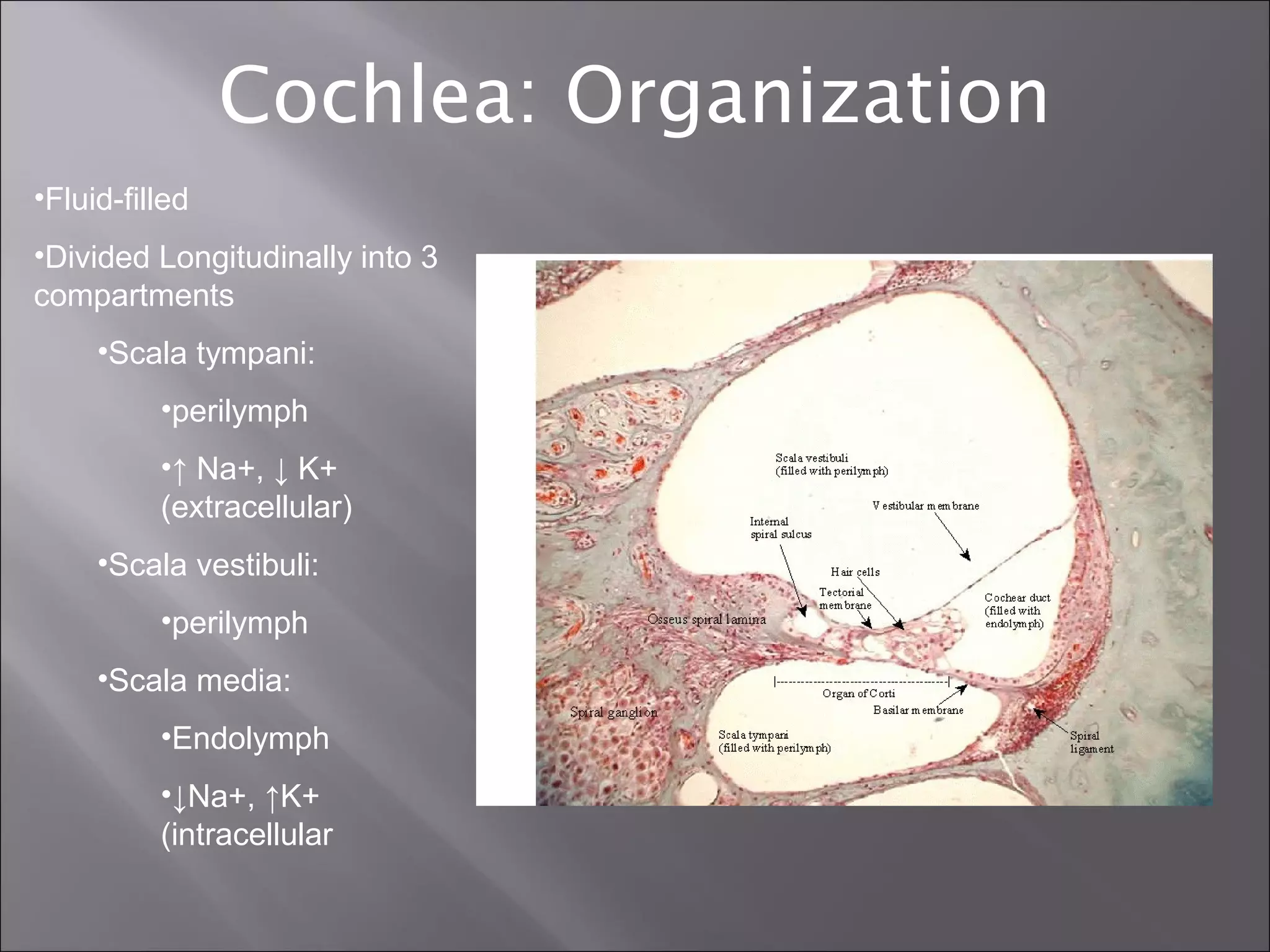 Cochlear mechanics or mechanics of hearing | PPT