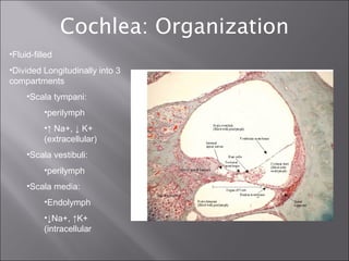 Cochlear mechanics or mechanics of hearing | PPT