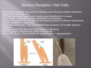 Movement Cochlear Cochlear mechanics or mechanics of hearing | PPT