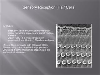 Sensory Reception: Hair Cells
Movement of cochlear fluid sends a traveling wave along the basilar membrane
beginning at th...