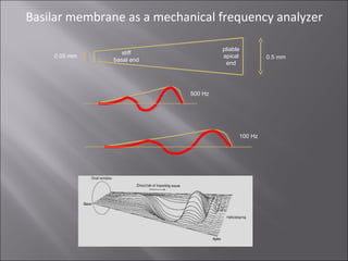 How selective is the basilar membrane ?
Frequency response
input
system
output
Ratio of output to input
output/input
frequ...