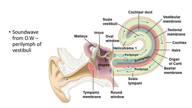 Physiology of hearing cochlear mechanism .pptx