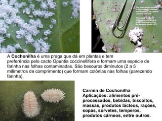 A  Cochonilha  é uma praga que dá em plantas e tem  preferência pelo cacto Opuntia coccinellifera e formam uma espécie de  farinha nas folhas contaminadas. São besouros diminutos (2 a 5  milímetros de comprimento) que formam colônias nas folhas (parecendo  farinha),  Carmin de Cochonilha  Aplicações: alimentos pré-processados, bebidas, biscoitos, massas, produtos lácteos, rações, sopas, sorvetes, temperos, produtos cárneos, entre outros. 