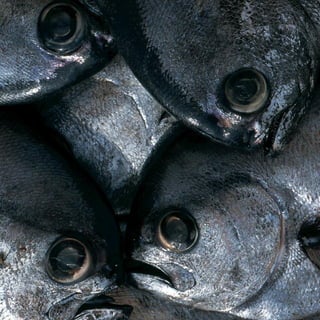 38   COCINAS MESTIZAS DE CHILE, La Olla Deleitosa
 