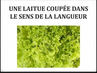 UNE LAITUE COUPÉE DANS
LE SENS DE LA LANGUEUR
 