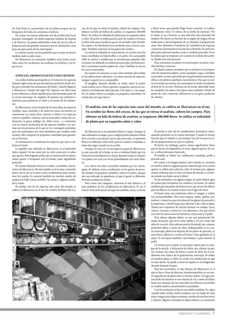 da. Este fruto es característico de los platos propios de los
banquetes de boda, de ceremonia o festivos.
En el país, las nueces utilizadas son de producción local,
bastante restringida. Se suelen importar también de España
y de Francia. Las pastas elaboradas a base de nueces sólo se
preparan para las grandes ocasiones por ser demasiado caras
para una gran parte de los marroquíes.
Lo mismo ocurre con los pistachos que se usan en menor
medida, dado su alto costo.
En Marruecos se consumen también otros frutos secos
tales como los cacahuetes, las avellanas, las bellotas y los hi-
gos secos.
	Especias, aromatizantes y encurtidos
	 Los árabes habían participado en el comercio de especias
durante siglos antes de que sus ejércitos partieran desde Ara-
bia para extender las enseñanzas del Islam. Cuando llegaron
a Marruecos a finales del siglo VII, trajeron con ellos estas
joyas culinarias, y desde aquella época han formado parte de
la cocina marroquí. Se emplean de manera casi extensiva e
intensiva para potenciar el sabor y el aroma de los alimen-
tos.
En Marruecos, en las tiendas de los mercados, las especias
molidas, rojas, amarillas y de todos los tonos de marrón, se
amontonan en cestas, latas, cuencos o bolsas. Las especias
enteras (capullos, cortezas, nueces moscadas y vainas de car-
damomo, la goma arábiga, los chiles secos…), contrastan
con los suaves montículos de las especias molidas. Los aro-
mas son una promesa de lo que se va a conseguir usándolas,
pero los marroquíes, por muy tentadores que resulten estos
aromas, sólo compran en pequeñas cantidades para garanti-
zar su frescura.
A continuación se enumeran las especias que más se uti-
lizan en el país.
La páprika más utilizada en Marruecos, es el pimentón
dulce español. Se usa tanto por su color como por el sabor
que aporta. Este fragante polvo rojo es sensacional en tajines,
salsas, guisos o broquetas con el tomate como ingrediente
principal.
El comino llamado kamoon en árabe, es también caracte-
rístico de Marruecos. Recién molido, se sirve muy a menudo,
junto con la sal en la mesa como condimentos para aroma-
tizar los asados. Es esencial también en muchos modos de
preparar la kefta (carne molida), las carnes y algunas ensala-
das y sopas.
El azafrán, una de las especias más caras del mundo, se
cultiva en Marruecos en el sur. En octubre las flores del cro-
cus, de las que se extrae el azafrán, cubren los campos. Para
obtener un kilo de hebras de azafrán, se requieren 200.000
flores. Se utiliza en infinidad de platos por su exquisito sabor
y color: En polvo se utiliza para la carne de cordero a la brasa,
y sobre todo para el pollo ya que le da un bello color dorado.
En cuanto a los filamentos son excelentes para el arroz y po-
tajes. También conviene en los guisos de cordero.
La canela es utilizada en varias formas: la corteza seca, las
hojas enrolladas en bastoncillos y en polvo. Es aconsejable
rallar la corteza a medida que se necesita para guardar todo
su aroma. Es utilizada en numerosos pescados, perfuma pos-
tres y aromatiza muchos platos de carne. También se usa en
los cuscús azucarados.
En cuanto a la cúrcuma, se usa como sustituto del azafrán
en las aplicaciones culinarias y en otras mezclas de especias,
aunque su gusto no es comparable.
El jengibre, llamado skenjbir en árabe, tanto en polvo
como entero, seco o fresco, grande o pequeño, aporta un aro-
mático y revitalizante sabor picante a los tajines y a las sopas.
En los platos dulces se emplea en pequeñas cantidades. Se
vende más seco que fresco.
y flores secas, que pueden llegar hasta cuarenta, se traduce
literalmente como “la cabeza de la tienda de especias”. Por
lo tanto, el ras el hanout, es una selección muy personal del
tendero. En efecto, en función de su región de origen, de sus
tradiciones y del presupuesto de su clientela, la preparación
varía. Para alimentar el misterio, los vendedores de especias
conservan celosamente el secreto de su fórmula. Se suele em-
plear para aderezar muchas carnes y también pescados. Es en
los platos que se preparan con ocasión de la fiesta del corde-
ro, donde más está presente.
Para aromatizar sus platos, los marroquíes recurren a mu-
chas hierbas y esencias.
El cilantro, planta aromática que se incluye en la prepara-
ción de numerosos platos, como ensaladas, sopas, estofados
o pescados, es muy apreciado por la gastronomía marroquí y
ofrece a los platos su perfume característico. Para que se con-
serven todos sus aromas, los marroquíes lo suelen incorporar
al final de la cocción. Perfuma de un modo admirable tanto
las ensaladas, las salsas y las sopas como estofados. Desde un
punto de vista comercial, Marruecos es un gran productor
de cilantro.
AROMAS Y SABORES 7
El azafrán, una de las especias más caras del mundo, se cultiva en Marruecos en el sur.
En octubre las flores del crocus, de las que se extrae el azafrán, cubren los campos. Para
obtener un kilo de hebras de azafrán, se requieren 200.000 flores. Se utiliza en infinidad
de platos por su exquisito sabor y color
En Marruecos se usa pimienta blanca y negra. Aunque la
más utilizada es la negra, que se adapta perfectamente al final
de la cocción si se mezcla con la nuez moscada. La pimienta
blanca es utilizada, sobre todo, para los asados y ensaladas, y
tiene más vigor cuando no es cocida.
Aunque el curry no es una especia propia de Marruecos,
ya que procede de la India, su uso es habitual desde que los
franceses la introdujeron en el país durante la época colonial.
Los platos con curry se sirven generalmente con arroz blan-
co.
Los clavos son bien conocidos también por los marro-
quíes. Se utilizan como condimento en los guisos de pesca-
do, siempre en pequeña cantidad y nunca en polvo, aunque
éste sea indicado en pastelería, ya que el gusto es diferente.
Perfuma también las leches.
Para cerrar esta categoría, citaremos el más famoso y el
más auténtico de los condimentos en Marruecos. Es ras el
hanout. Esta sutil mezcla de especias molidas, raíces, cortezas
El perejil es otro de los condimentos aromáticos exten-
samente presentes en la cocina marroquí. Cumple la misma
función que el cilantro y casi siempre van de la mano en to-
das las preparaciones en que se emplean.
El laurel, sin embargo, parece menos significativo. Sirve
para la harira, las legumbres, el arroz, algunos guisos de car-
ne, y sobre todo para el pescado.
El tomillo se utiliza con calabacines, ensaladas, pollo y
pescado azul.
En cuanto a la trilogía sésamo, anís e hinojo, es corriente
en muchos dulces y algunos panes, mientras que en la cocina
apenas se utiliza para adornar, salvo el sésamo para algunas
carnes, el hinojo que se echa a la harira de sémola y a la hari-
na tostada con frutos secos (sellou).
En las ensaladas y en algunos jugos, se suele utilizar agua
de azahar para aromatizar las verduras y las frutas. Se utiliza
también para las pastas de frutos secos, que sirven de relleno
para los dulces. Lo mismo ocurre con el agua de rosas.
El limón tiene uso preferente sobre el vinagre, y ambos
son intercambiables. Sirve para limpiar, aliñar, adobar, aro-
matizar y conservar, para las salsas de los guisos de pescado y
la mayonesa, y desde luego para adornar y dar color al plato.
Tantos usos requieren de muchas formas: en rodajas, tacos,
zumos, cáscaras y conservas. Los alimentos a los que sirven
con más frecuencia son las hortalizas, el pescado y el pollo.
Para alinear algunos platos, se usa una preparación lla-
mada chermoula, que sirve como adobo y a la vez como una
salsa de cocción. Esta sabrosa mezcla de perejil, ajo, comino,
pimentón dulce y aceite de oliva, indispensable en la coci-
na marroquí, adereza la mayoría de los platos de pescado, ya
sean fritos, rellenos o cocidos al horno o bien guisados en el
tajine. Se incorpora también a las lentejas, y para sazonar el
pollo.
La harissa, por su parte, es una pasta espesa que se consi-
gue de la mezcla y trituración de chiles, ajo, cilantro en gra-
no, comino, sal, zumo de limón y aceite de oliva. Es el con-
dimento más clásico de la gastronomía marroquí. Se utiliza
en muchos platos, y debe ser usada con moderación ya que
es muy fuerte. Se puede conservar tapada en el refrigerador
durante bastante tiempo.
Para los encurtidos, el más famoso de Marruecos es el
que se hace a base de limones, transformándolos en un nue-
vo ingrediente de gusto único y textura sedosa. Se logra pre-
servando los limones en una mezcla de sal y zumo de limón
hasta seis semanas. En los mercados, los limones encurtidos
se venden sueltos, amontonados en pirámide.
Con las aceitunas, se hacen encurtidos también. Se cogen
cuando están verdes, medio maduras con un toque de rojo,
rojas o negras para lograr aceitunas curadas de muchos tonos
y sabores. Algunas aceitunas se dejan enteras o se machacan
 