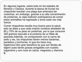 En algunos lugares, sobre todo en los estados de
Morelos y Oaxaca, durante la época de lluvias los
chapulines resultan una plaga que amenaza las
cosechas, sin embargo, gracias a su alta concentración
de proteínas, la vieja tradición prehispánica de comer
estos animalitos ha regresado y toma cada vez más
fuerza.
Comer chapulines resulta muy bueno para la salud,
esto se debe a que cada insecto contiene alrededor de
60 y 70% de su peso en proteínas, por lo que consumir
340 gramos equivale a la proteína de un filete de
pescado.Además, en comparación con la carne de
pollo y res, los chapulines tienen menos bacterias,
parásitos y hormonas, lo que los hace muy
higiénicos.Otro gran beneficio es que son fáciles de
digerir pues tienen grasas amigables con nuestro
organismo y son ricos en calcio, magnesio y vitamina
B.
 